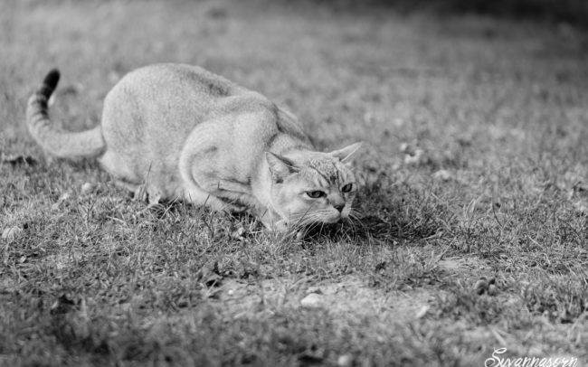 photographe petshoot petbook animaux chat nb noir blanc geneve geneva studio