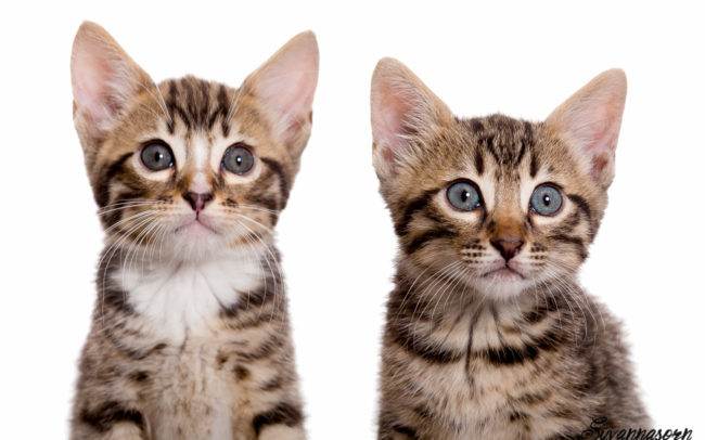 photographe petshoot petbook animaux chat chaton geneve geneva studio