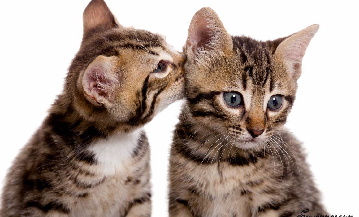 photographe petshoot petbook animaux chat chaton geneve geneva studio