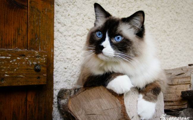 cat chat ragdoll petshoot petbook animaux animal outdoor exterieur photographe photographer geneva geneve seance photo shoot shooting