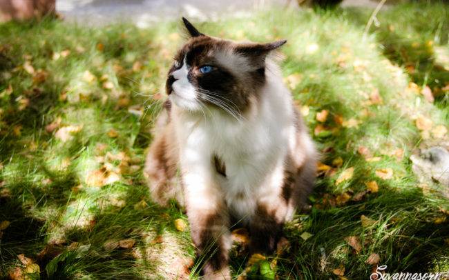 cat chat ragdoll petshoot petbook animaux animal outdoor exterieur photographe photographer geneva geneve seance photo shoot shooting