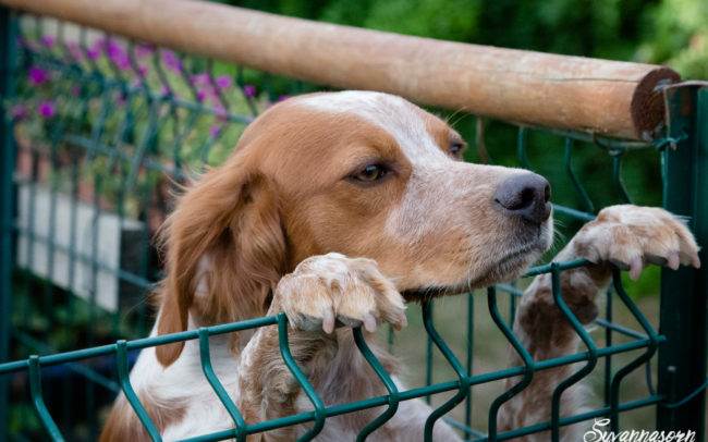 dog chien petshoot petbook animaux animal outdoor exterieur photographe photographer geneva geneve seance photo shoot shooting