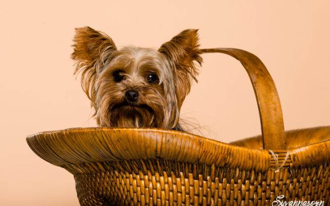photographe petshoot petbook animaux chien chiot geneve geneva studio