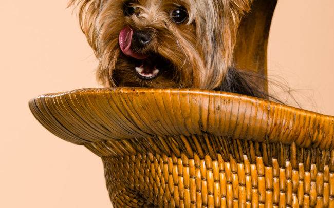 photographe petshoot petbook animaux chien chiot geneve geneva studio