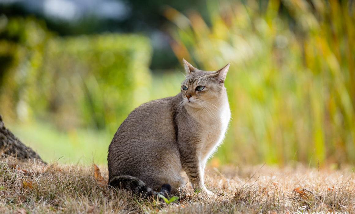 geneva geneve photographe photographer chat petbook petshoot seance photo animal animaux felin outdoor exterieur