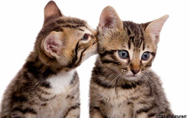 photographe petshoot petbook animaux chat chaton geneve geneva studio