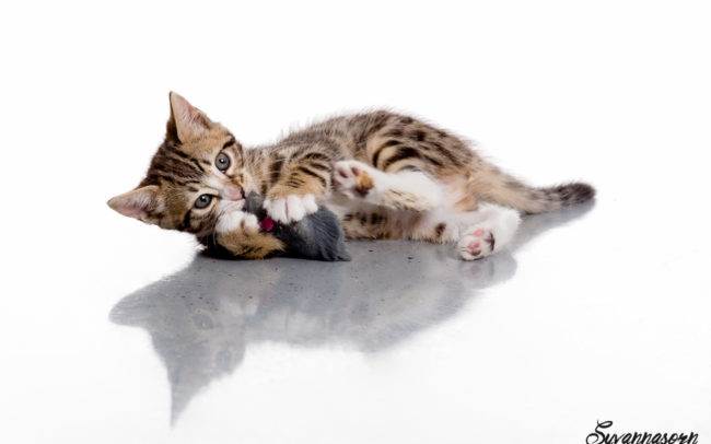 photographe petshoot petbook animaux chat chaton geneve geneva studio