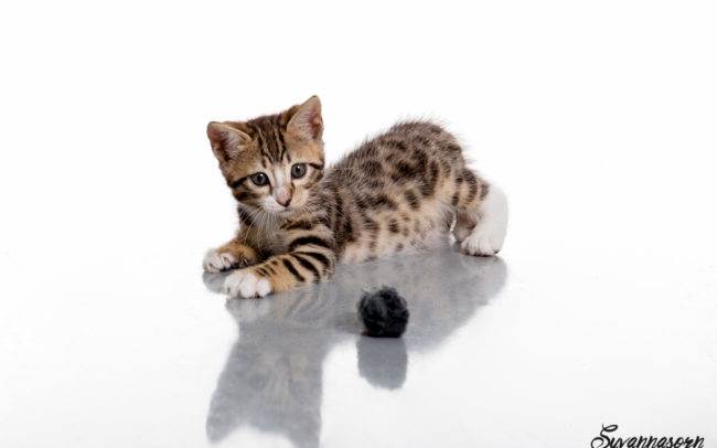 photographe petshoot petbook animaux chat chaton geneve geneva studio