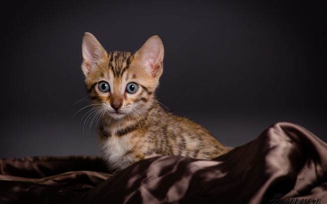 photographe petshoot petbook animaux chat chaton geneve geneva studio