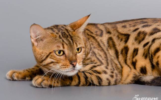 chat petbook petshoot animaux pet seance photo shoot shooting geneve photographe portrait
