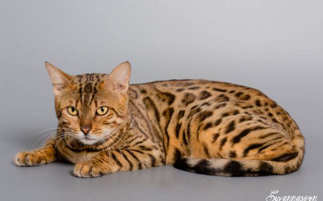 chat petbook petshoot animaux pet seance photo shoot shooting geneve photographe