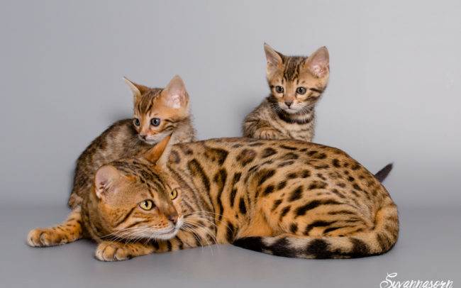 chat petbook petshoot animaux pet seance photo shoot shooting geneve photographe famille chaton