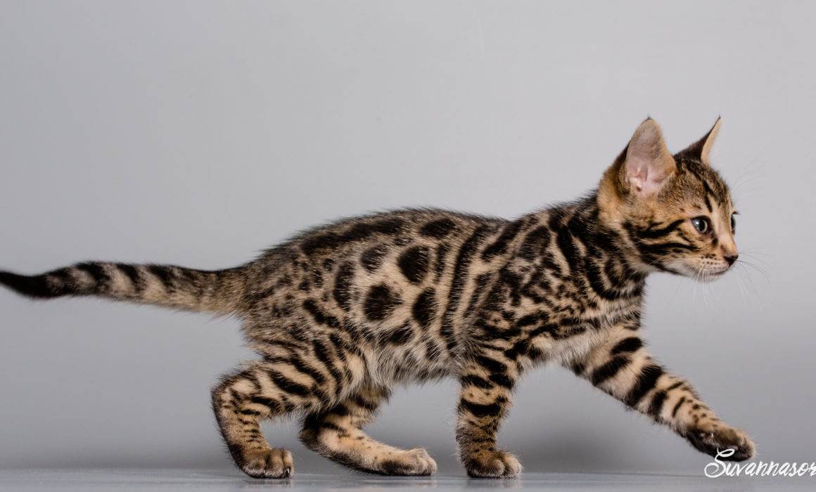 chat petbook petshoot animaux pet seance photo shoot shooting geneve photographe