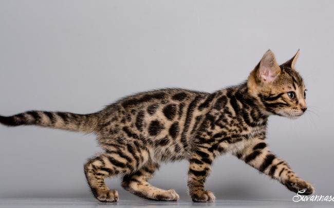chat petbook petshoot animaux pet seance photo shoot shooting geneve photographe