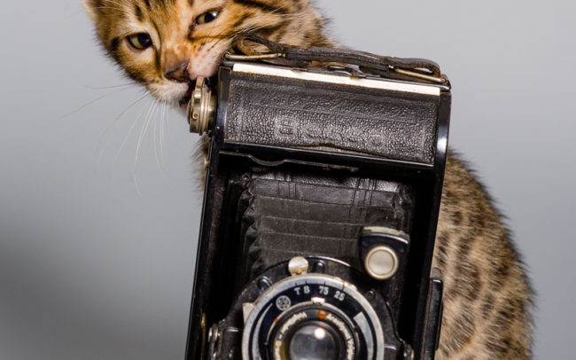 chat petbook petshoot animaux pet seance photo shoot shooting geneve photographe chaton
