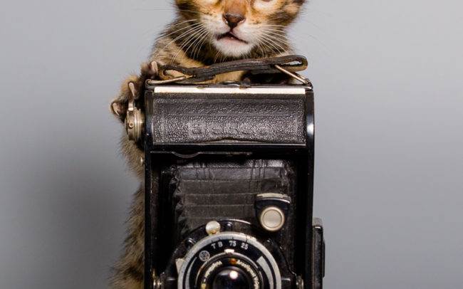 chat petbook petshoot animaux pet seance photo shoot shooting geneve photographe chaton