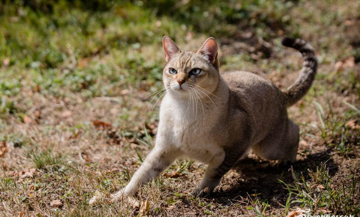 Photo d'un burmilla en action