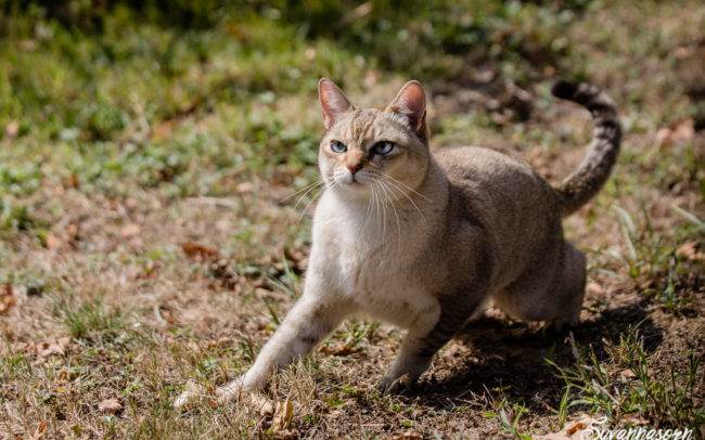 Photo d'un burmilla en action