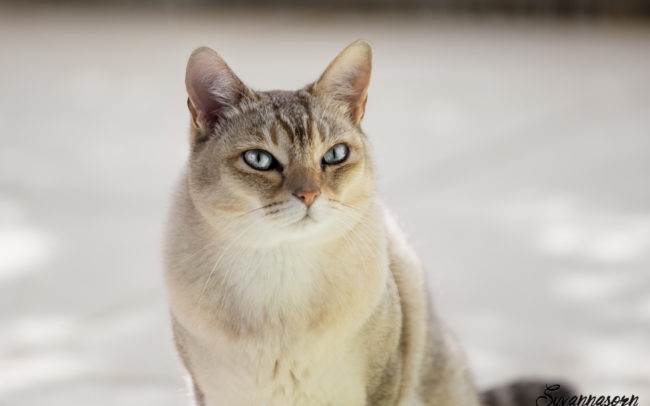 Portrait d'un chat