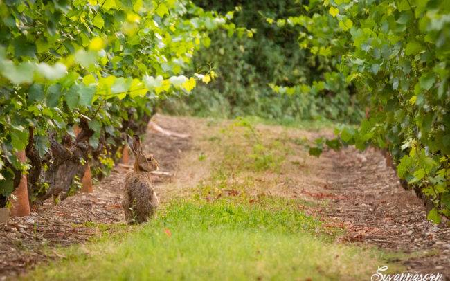 photographe animalier animaux lièvre lapin extérieur suisse genève