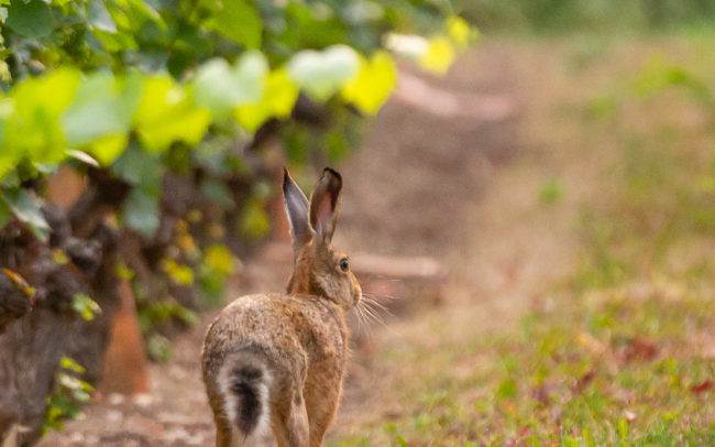 photographe animalier animaux lièvre lapin extérieur suisse genève