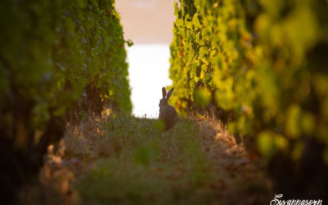 photographe animalier animaux lièvre lapin extérieur suisse genève
