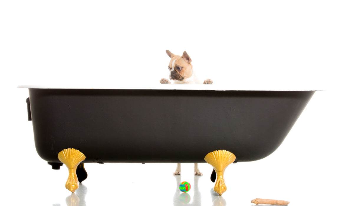 séance photo genève geneva photographe dog chien petbook petshoot animaux animal