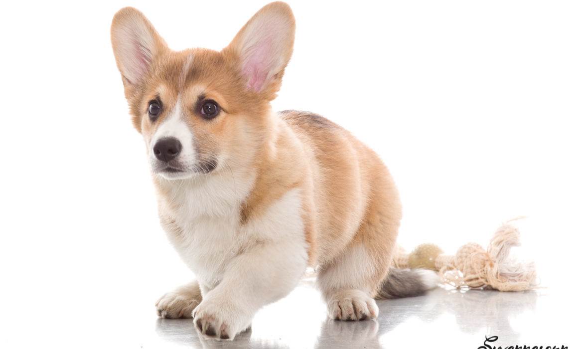 photographe genève chien chat book animal petshoot petbook welsh corgi